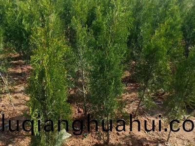 绿化苗木的浇水方法