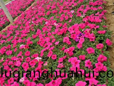 牵牛花的生长环境