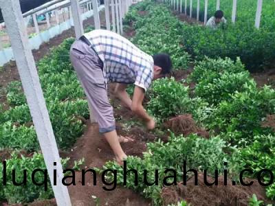 浅析大叶黄杨市场前景