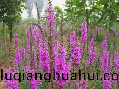 花卉苗木养护管理主要有几方面？