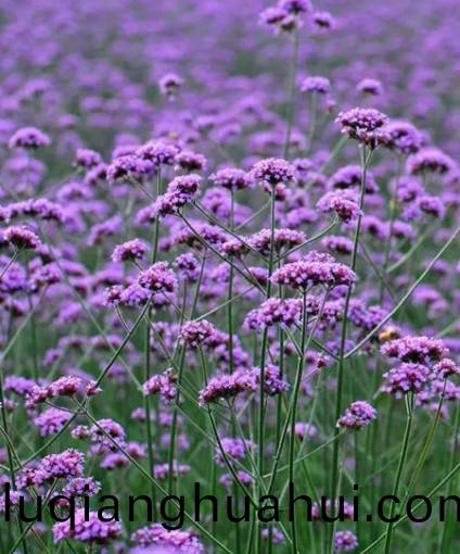 马鞭草花海