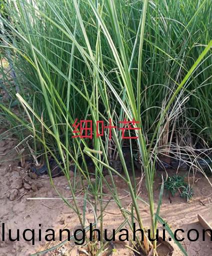 细叶芒
