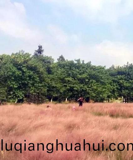 粉黛乱子草花海