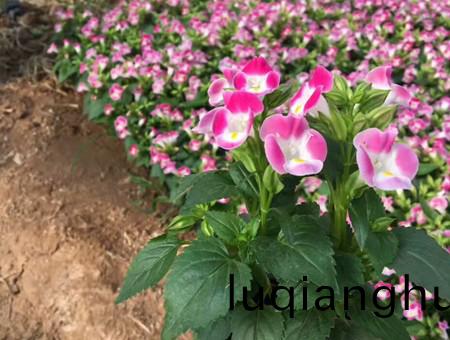 不同种类花卉对肥料的需求有哪些差异？