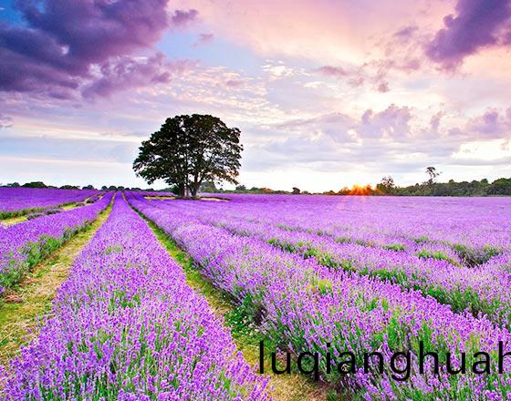 青州冠森花卉园艺有限公司